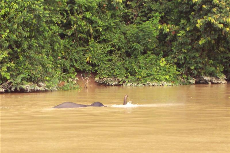 Borneo elephant in water